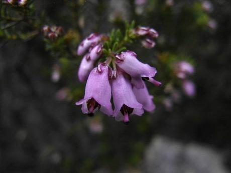 230-plantas-medicinales-mas-efectivas-y-sus-usos-brezo-flor