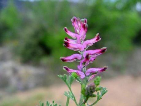 Fumaria officinalis