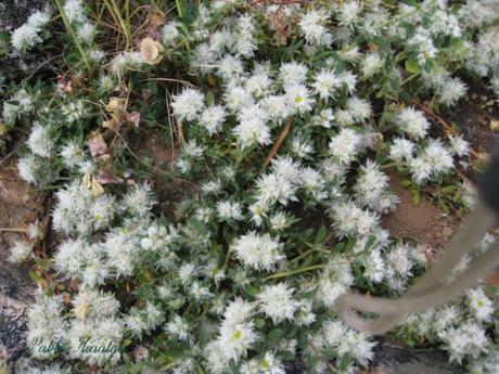 230-plantas-medicinales-mas-efectivas-y-sus-usos-sanguinaria-flor