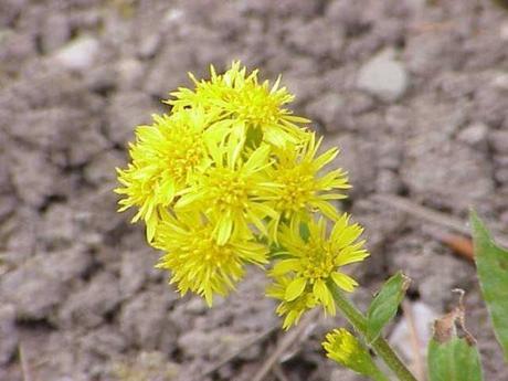230-plantas-medicinales-mas-efectivas-y-sus-usos-vara-de-oro-solidago