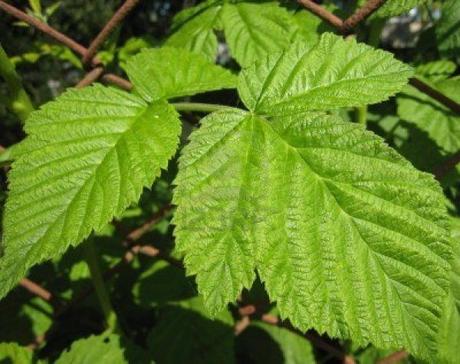 230-plantas-medicinales-mas-efectivas-y-sus-usos-frambuesa-hojas