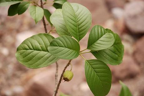 230-plantas-medicinales-mas-efectivas-y-sus-usos-copalchi-cortezas