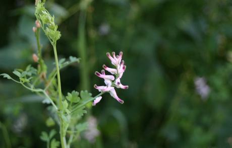 Propiedades de la Fumaria officinalis, planta esoterica