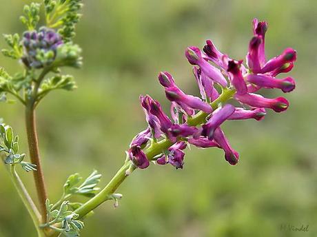 Propiedades de la Fumaria officinalis, planta esoterica