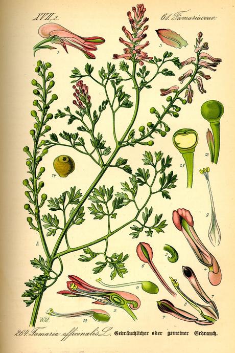 Propiedades de la Fumaria officinalis, planta esoterica