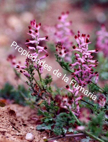Propiedades de la Fumaria officinalis, planta esoterica