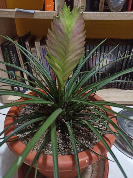 Plantas de interior resistentes