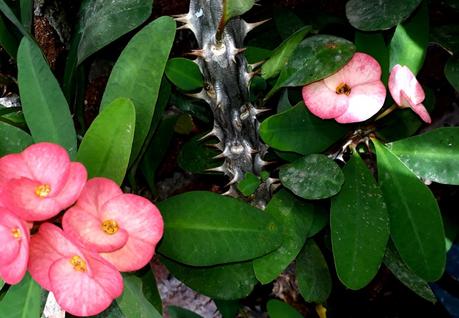 Plantas de interior resistentes