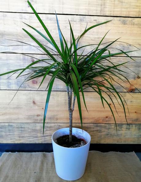 Plantas de interior resistentes