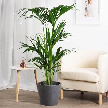 Plantas de interior resistentes