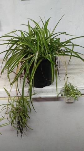 Plantas de interior resistentes