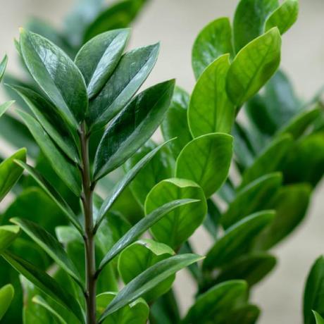 Plantas de interior resistentes