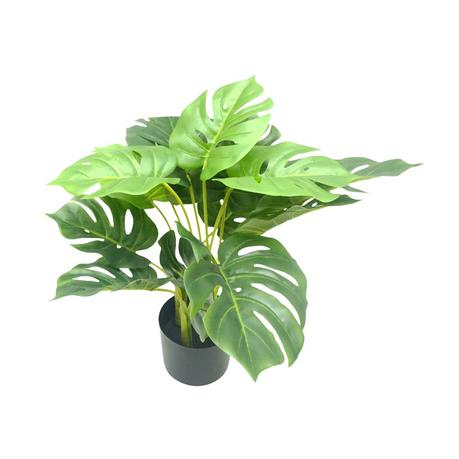 Plantas de interior resistentes