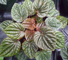 Plantas de interior resistentes