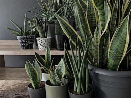 Plantas de interior resistentes