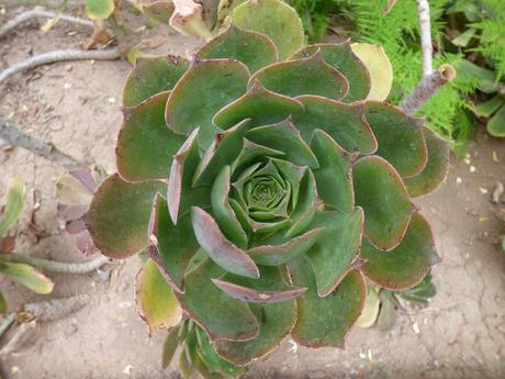 Plantas de interior resistentes