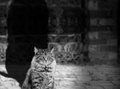 Síndrome superioridad ilusoria: cuando ignorancia disfraza conocimiento