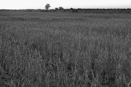 Campo-trigo-alimentación
