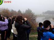 Aves niebla