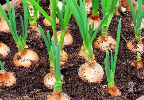 Pantas medicinales para la próstata