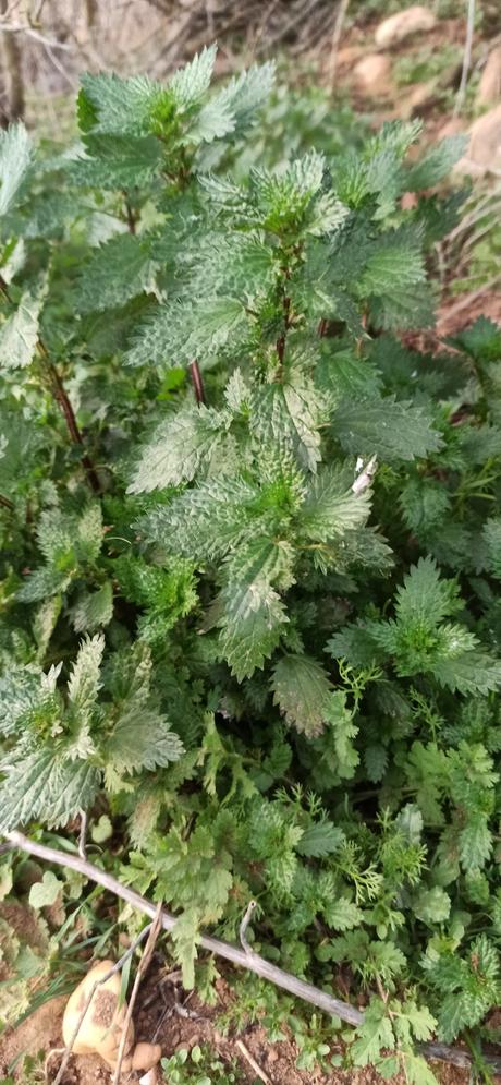 Pantas medicinales para la próstata