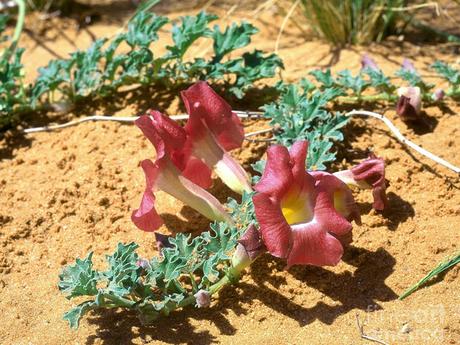 Pantas medicinales para la próstata