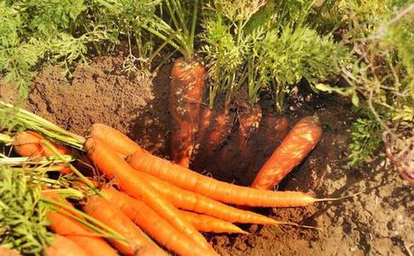 Pantas medicinales para la próstata