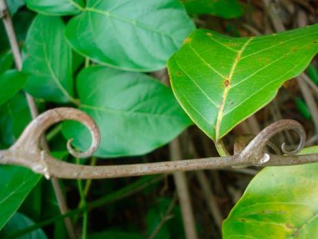 Pantas medicinales para la próstata