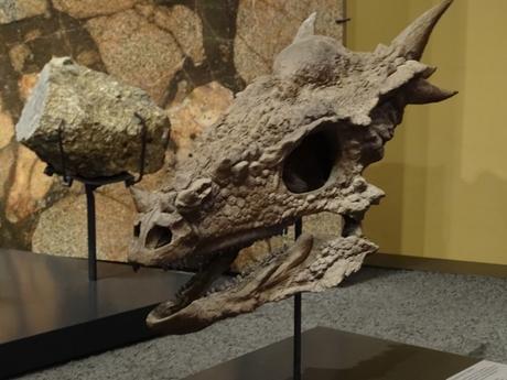 Jurassic Park y el Museo de Historia Natural de Berlín, un viaje al pasado.