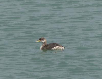 Un somormujo cuellirrojo en Luanco Un somormujo cuellirrojo en Luanco
