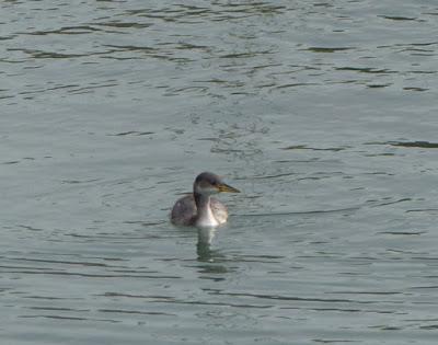 Un somormujo cuellirrojo en Luanco Un somormujo cuellirrojo en Luanco