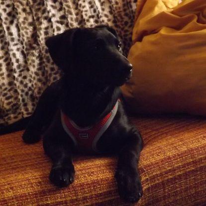 Sharon  Labradora de  2 meses