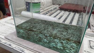 Sembraron 160 mil ejemplares de truchas en Valle Medio