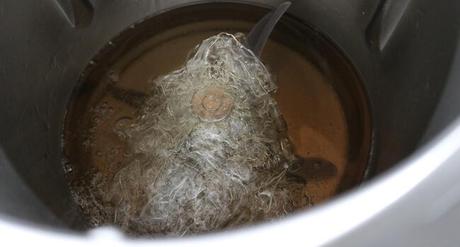 Echamos la gelatina y mezclamos bien