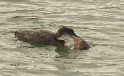 LA MARISMA VA ALCANZANDO SU PUNTO CULMINANTE