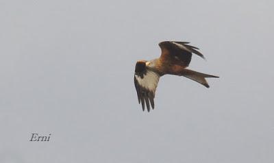 LA MARISMA VA ALCANZANDO SU PUNTO CULMINANTE