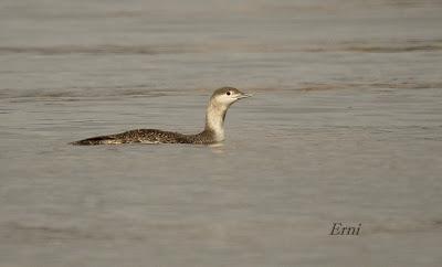 LA MARISMA VA ALCANZANDO SU PUNTO CULMINANTE