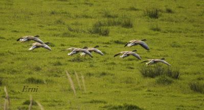 LA MARISMA VA ALCANZANDO SU PUNTO CULMINANTE
