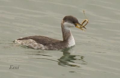 LA MARISMA VA ALCANZANDO SU PUNTO CULMINANTE