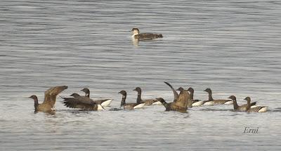 LA MARISMA VA ALCANZANDO SU PUNTO CULMINANTE