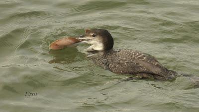 LA MARISMA VA ALCANZANDO SU PUNTO CULMINANTE