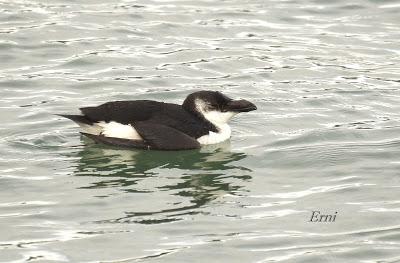 LA MARISMA VA ALCANZANDO SU PUNTO CULMINANTE