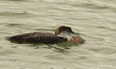 LA MARISMA VA ALCANZANDO SU PUNTO CULMINANTE