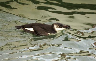 LA MARISMA VA ALCANZANDO SU PUNTO CULMINANTE