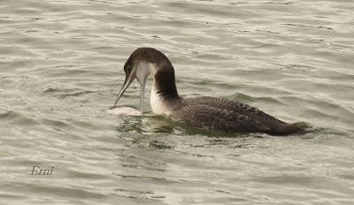 LA MARISMA VA ALCANZANDO SU PUNTO CULMINANTE