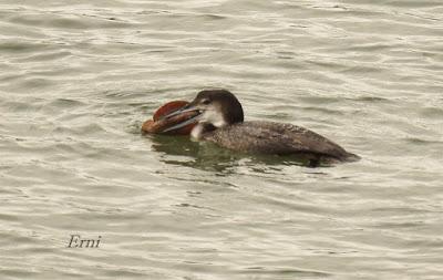 LA MARISMA VA ALCANZANDO SU PUNTO CULMINANTE
