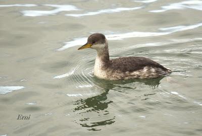 LA MARISMA VA ALCANZANDO SU PUNTO CULMINANTE