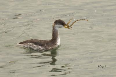 LA MARISMA VA ALCANZANDO SU PUNTO CULMINANTE