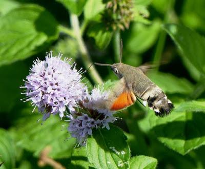 Esfinge colibrí, ciclo anual