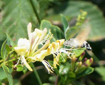 Esfinge colibrí, ciclo anual